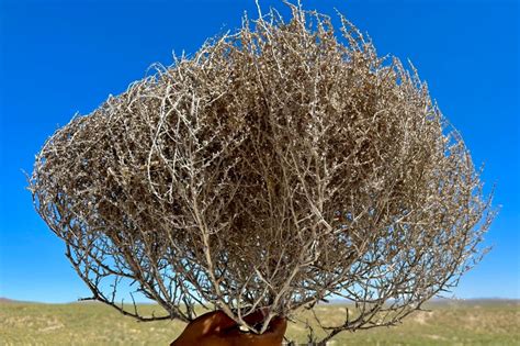 etsy tumbleweed|uses for tumbleweeds.